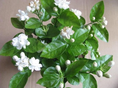 茉莉盆栽