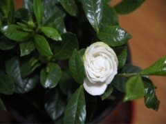 栀子花不开花怎么办？盆栽栀子花不开花的原因