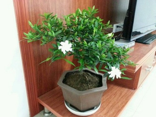 栀子花盆栽
