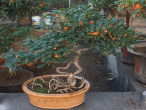盆栽桂花