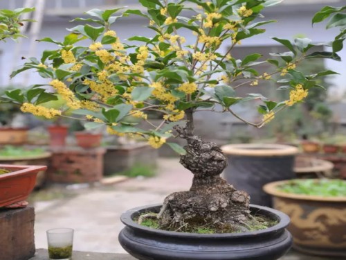 盆栽桂花树
