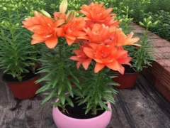 盆栽百合花怎么延长花期