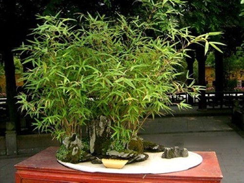 盆栽毛竹