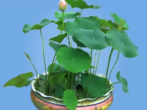 盆栽荷花