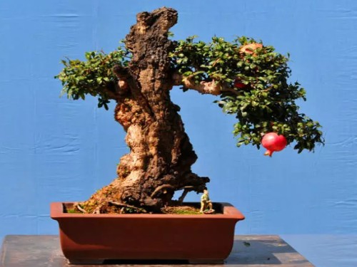 盆栽石榴
