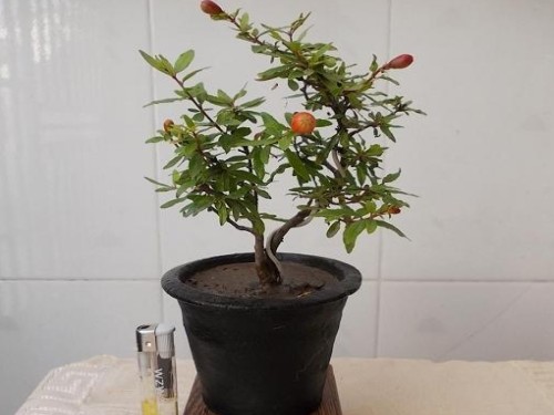盆栽石榴