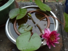 盆栽睡莲不开花怎么办？怎样让睡莲开花