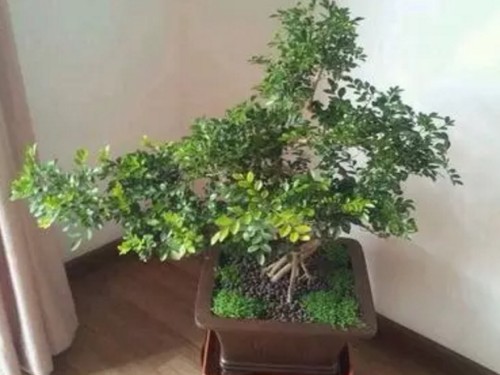小叶紫檀盆景