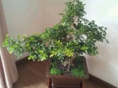 小叶紫檀盆景怎么养