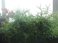 松叶菊的养殖方法