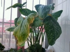 马蹄莲黄叶怎么办