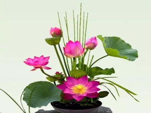 盆栽荷花