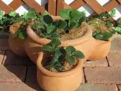 盆栽草莓越冬管理