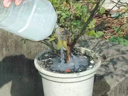 盆景有蚂蚁怎么办