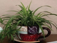 盆栽有小飞虫怎么办