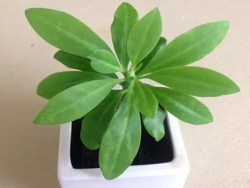麒麟掌的养殖方法