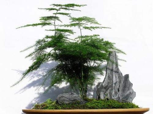 云竹盆景