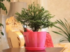 红豆杉怎么换盆,红豆杉换盆注意事项