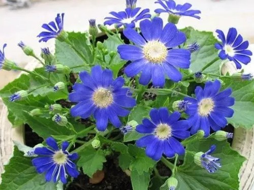 盆栽瓜叶菊