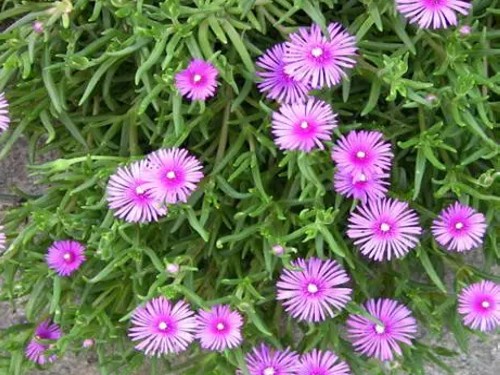 松叶菊