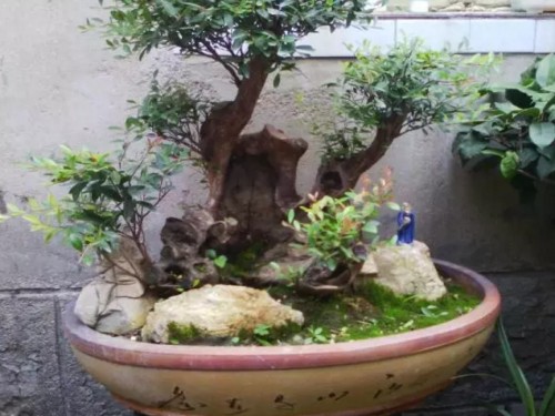 赤楠盆景