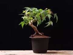 枫树盆景怎么养（养护方法）