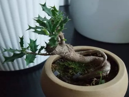 枸骨盆景