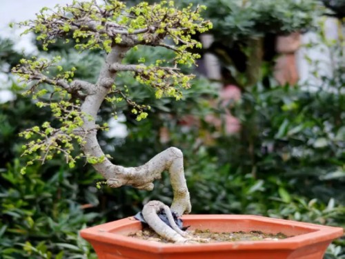 榆树盆景掉叶