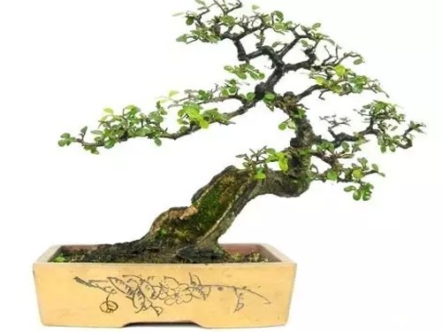 榆树盆景叶子发黄