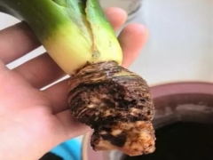 君子兰烂根后的管理