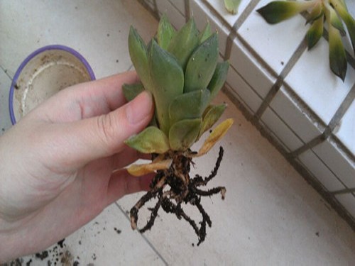 盆栽多肉植物烂叶