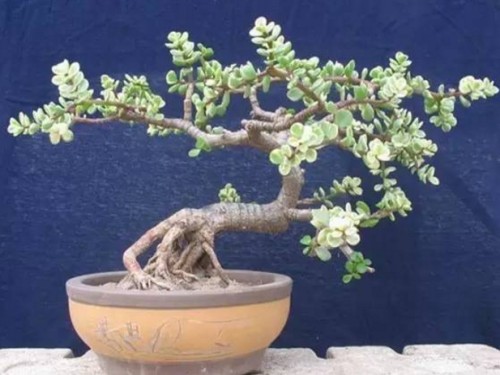 佛手盆景要怎么养