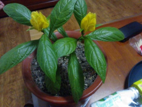 盆栽金苞花图片