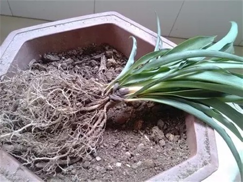 盆栽吊兰图片