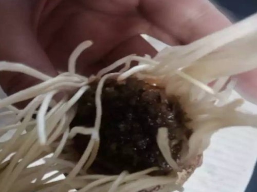 水培植物烂根怎么办