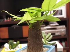 盆栽发财树烂根怎么补救