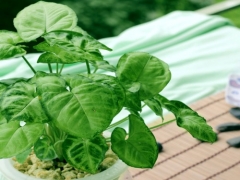 盆栽合果芋的养殖方法