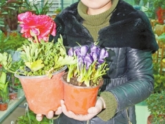 花毛莨的养殖方法