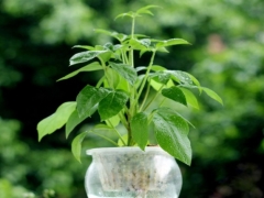 花卉盆栽招财树怎么养