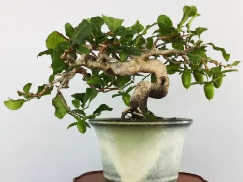 老鸦柿盆景图片