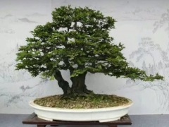 黑骨茶盆景怎么养护