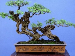如何给树桩盆景翻盆换土