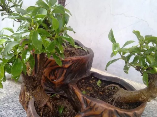 小叶榕树盆景图片