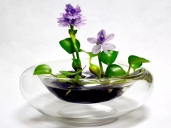 家庭盆栽凤眼莲（水葫芦）怎么养