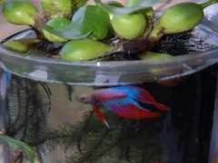 盆栽水葫芦怎么在家里养