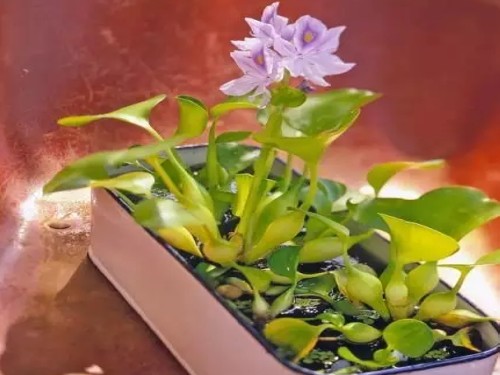 水葫芦盆景2