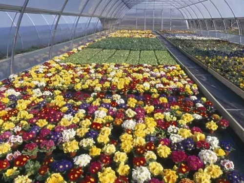 园林花卉花期调控方法