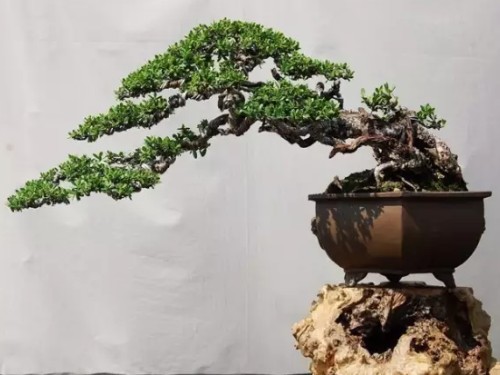 盆景图片