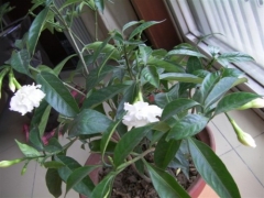 盆栽狗牙花的养殖方法