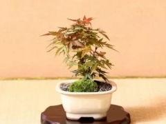 红枫盆景的养护方法